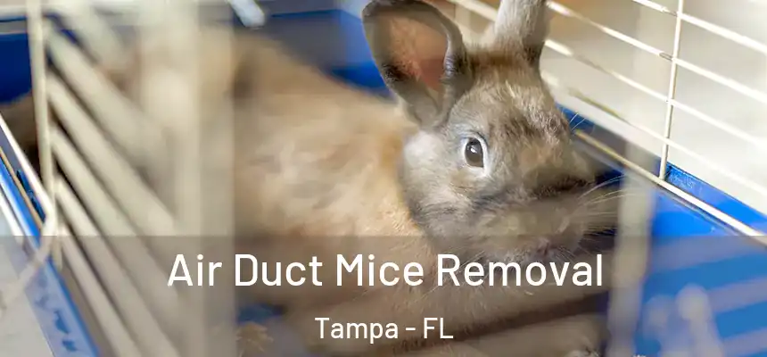Air Duct Mice Removal Tampa - FL