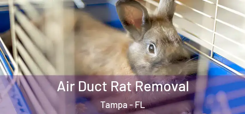 Air Duct Rat Removal Tampa - FL