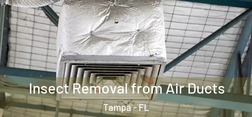 Insect Removal from Air Ducts Tampa - FL