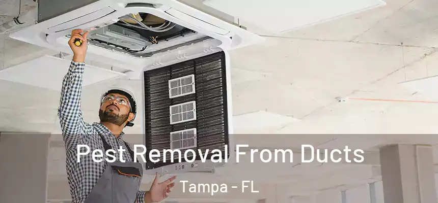 Pest Removal From Ducts Tampa - FL