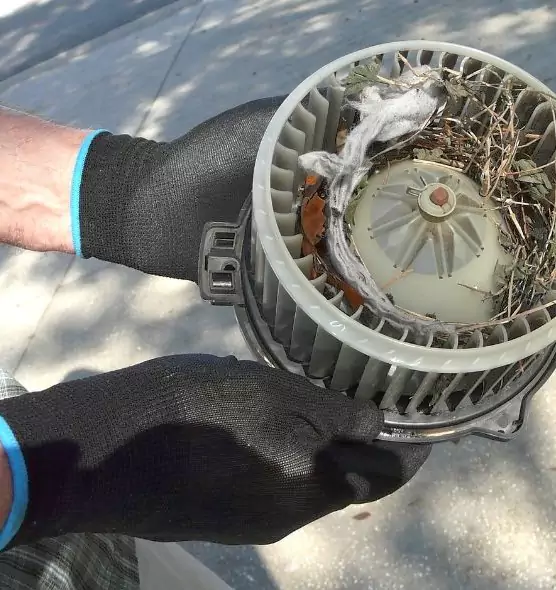 About Air Duct Mice Removal in Tampa, FL